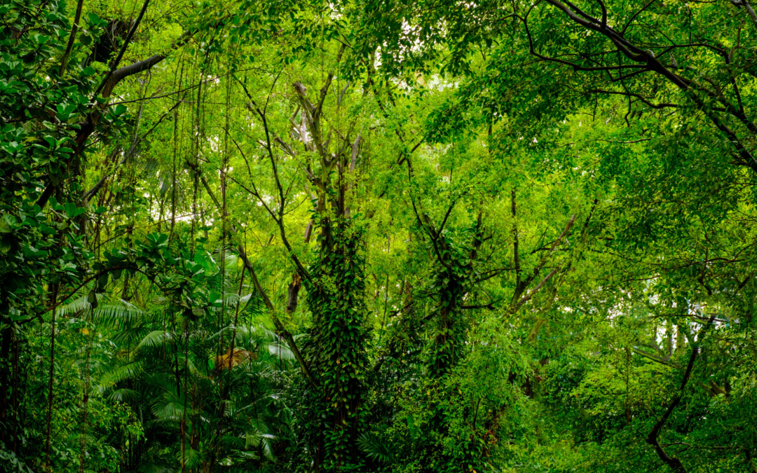 Beyond the Trees: A Comparison of Nonwoody Species, and Their Ecology, in Papua New Guinea Elevational Gradient Forest.