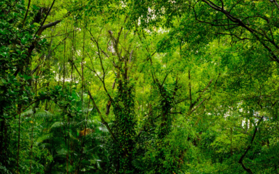 Beyond the Trees: A Comparison of Nonwoody Species, and Their Ecology, in Papua New Guinea Elevational Gradient Forest.