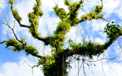 Tropical terrestrial and epiphytic ferns have different leaf stoichiometry with ecological implications.