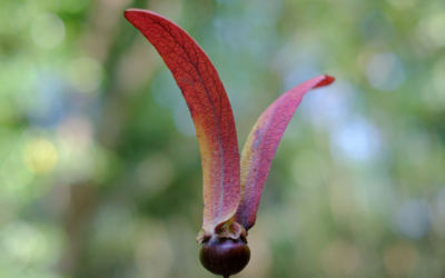 The Red List of Dipterocarpaceae published after global assessment effort.