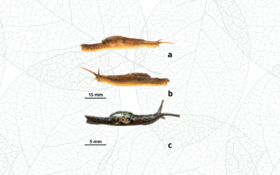 A new semi-slug of the genus Microparmarion from Brunei