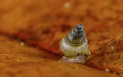 Craspedotropis gretathunbergae, a new species of Cyclophoridae