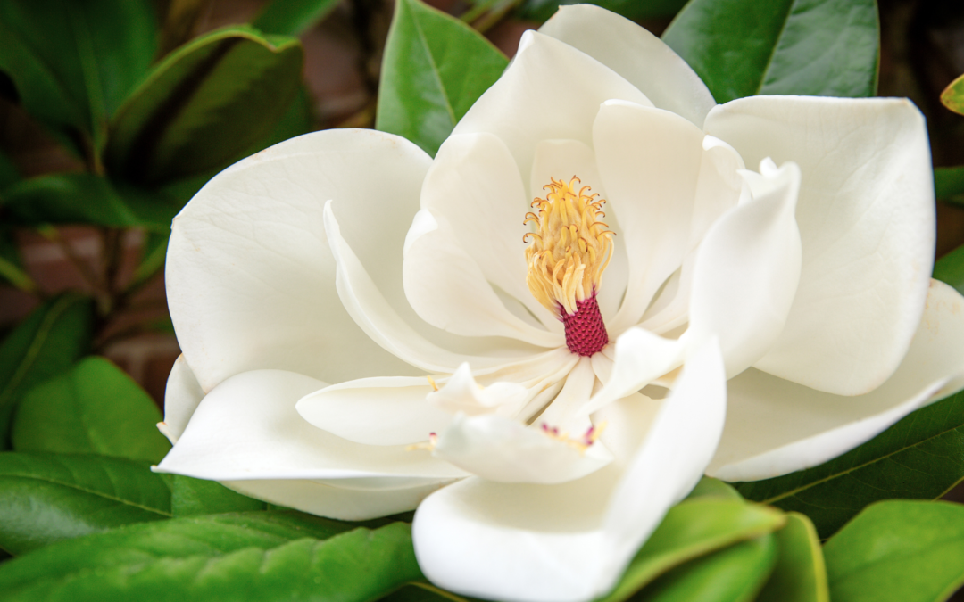 Assessing Magnoliaceae through time: Major global efforts to track extinction risk status and ex situ conservation